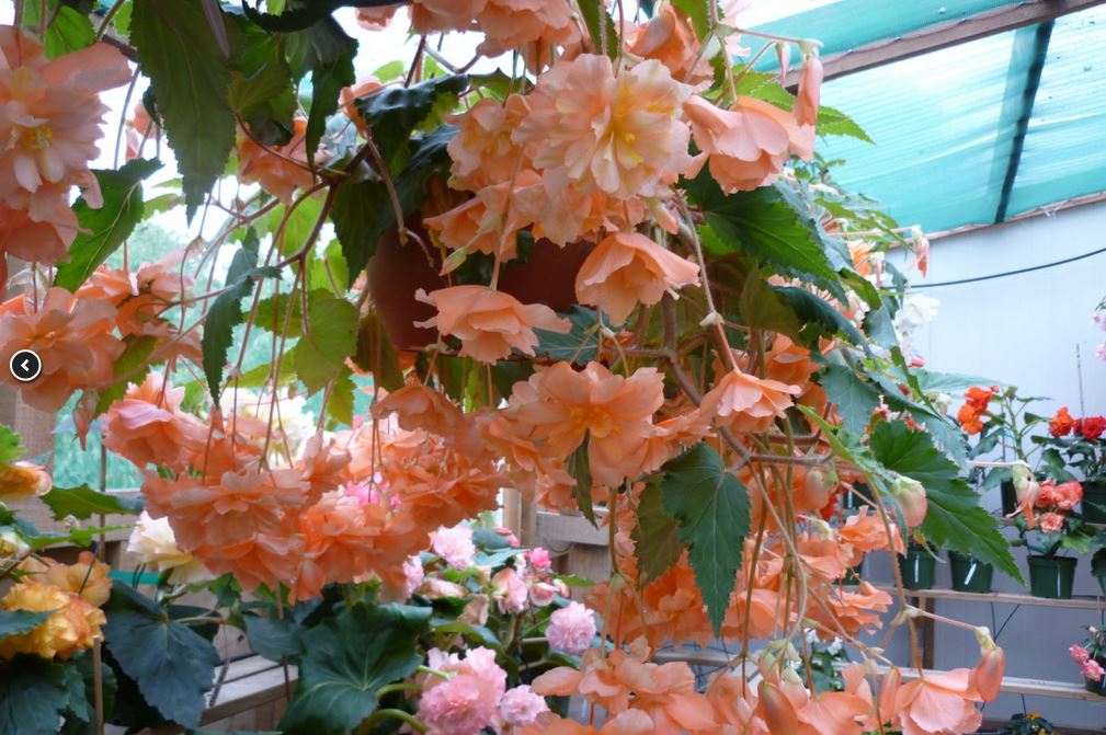 B. ‘Gardiner’